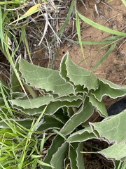 Cyphostemma dasypleurum