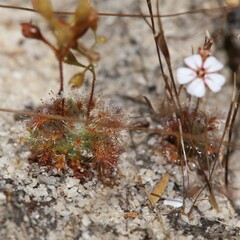 Drosera nitidula