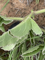 Cyphostemma dasypleurum