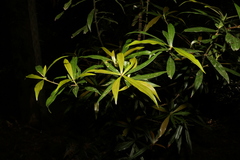 Tasmannia insipida