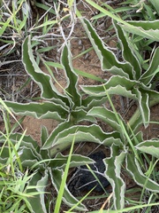 Cyphostemma dasypleurum