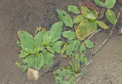 Potamogeton gramineus