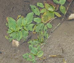 Potamogeton gramineus