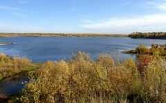 Potamogeton gramineus