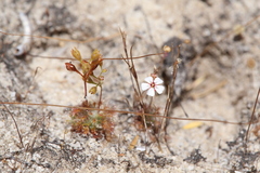 Drosera nitidula