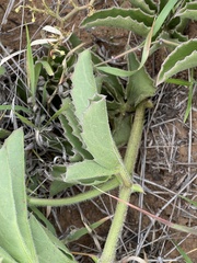 Cyphostemma dasypleurum