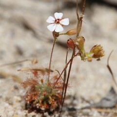 Drosera nitidula