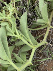 Cyphostemma dasypleurum