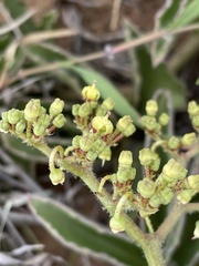 Cyphostemma dasypleurum