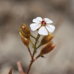 Drosera nitidula