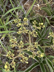 Cyphostemma dasypleurum