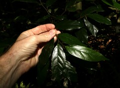 Alangium polyosmoides