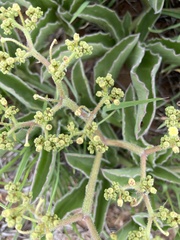 Cyphostemma dasypleurum