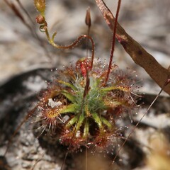 Drosera nitidula