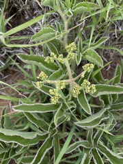 Cyphostemma dasypleurum