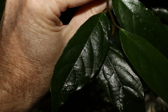 Alangium polyosmoides