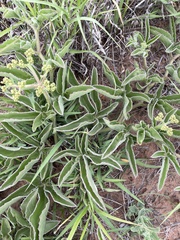 Cyphostemma dasypleurum