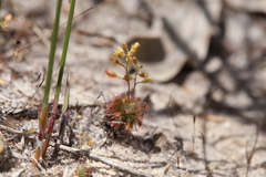 Drosera nitidula