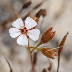 Drosera nitidula