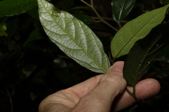 Alangium polyosmoides