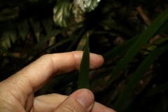 Lomandra spicata
