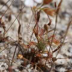 Drosera nitidula