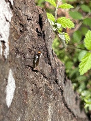 Callibracon capitator