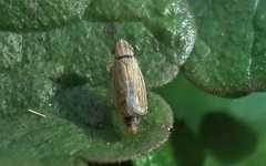 Psammotettix alienus