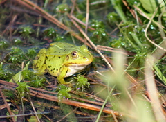 Pelophylax lessonae