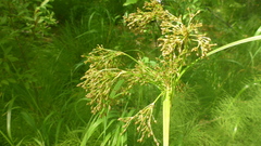 Scirpus radicans