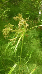 Scirpus radicans