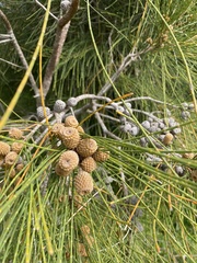 Casuarina