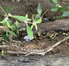 Psammophilus dorsalis