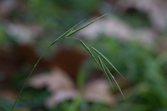 Brachypodium sylvaticum