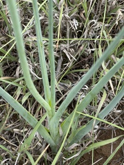 Albuca virens