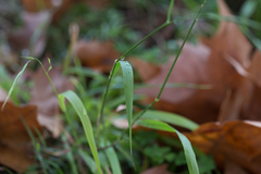 Brachypodium sylvaticum