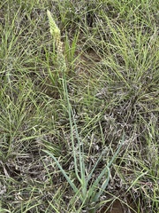 Albuca virens