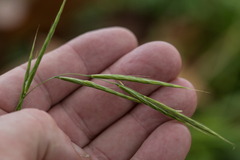 Brachypodium sylvaticum