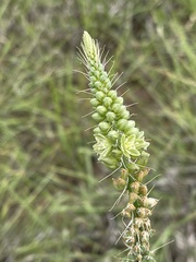 Albuca virens