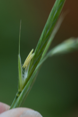 Brachypodium sylvaticum