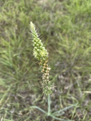 Albuca virens