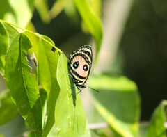Callicore pitheas