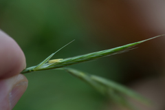 Brachypodium sylvaticum