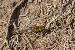 Anax ephippiger