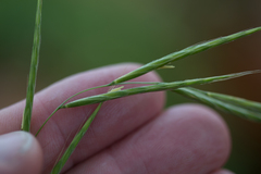 Brachypodium sylvaticum