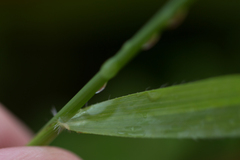 Brachypodium sylvaticum