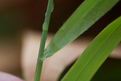 Brachypodium sylvaticum