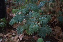 Melianthus major