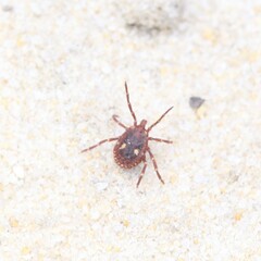 Amblyomma triguttatum