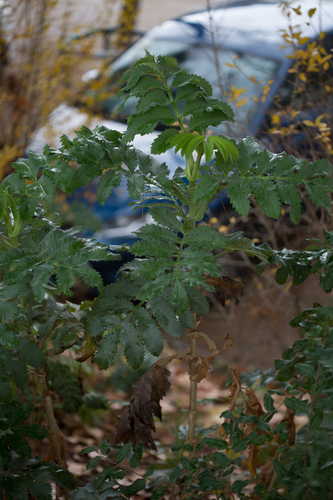 Melianthus major
